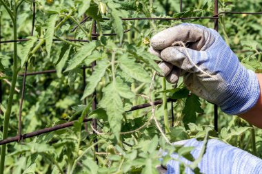 Bahçıvanın eller genç domates bitkiler çiçek demir ayağı ile bağlamak