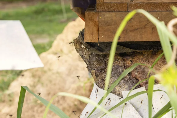 Black Bee Carpenters Genus Xylocopa Fly Beehive Tray Old Tree — Stock Photo, Image