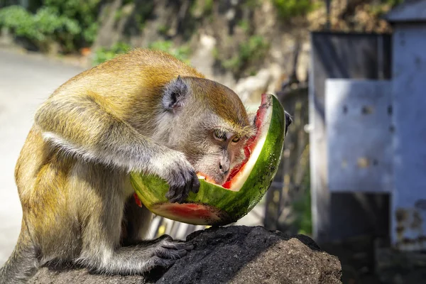 Mono se sienta en una piedra y se come una sandía contra el telón de fondo de un bosque tropical en un día soleado. Primer plano. Copiar espacio — Foto de Stock