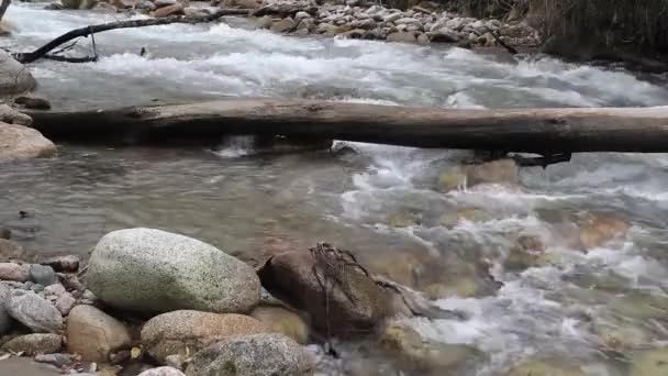 Mountain River Debris Logs Branches Flows Stones — Stock Video