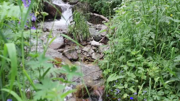 Corriente Bosque Tranquilo Fluye Suavemente Través Prado Verde Con Flores — Vídeo de stock