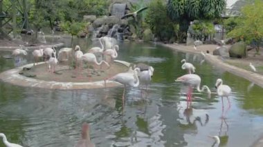 Bir şelale ile gölüzerinde pembe flamingolar