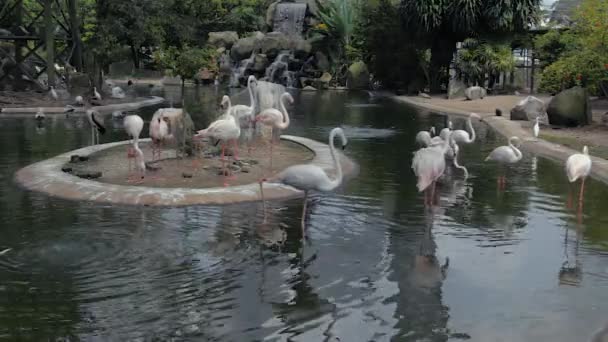 Rosa Flamingos Sjön Med Ett Vattenfall — Stockvideo