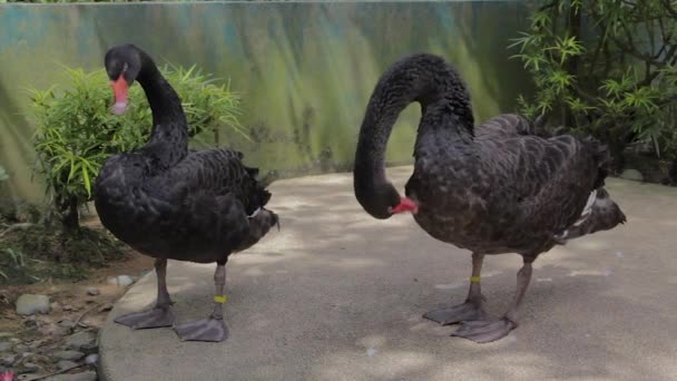 Pair Black Swans Cleaning Feathers Tropical Park — Stock Video