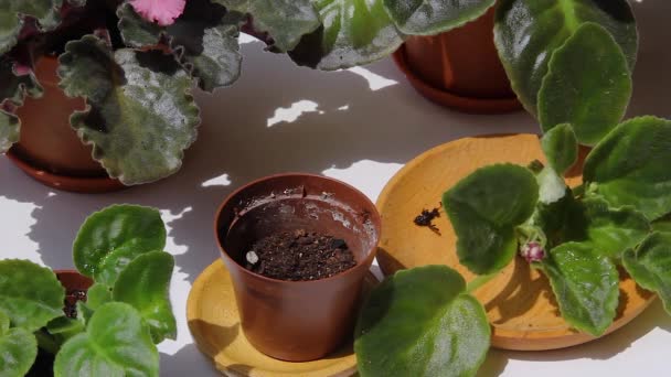 Mãos Femininas São Plantadas Bebês Violetas Saintpaulias Vaso Flores Close — Vídeo de Stock