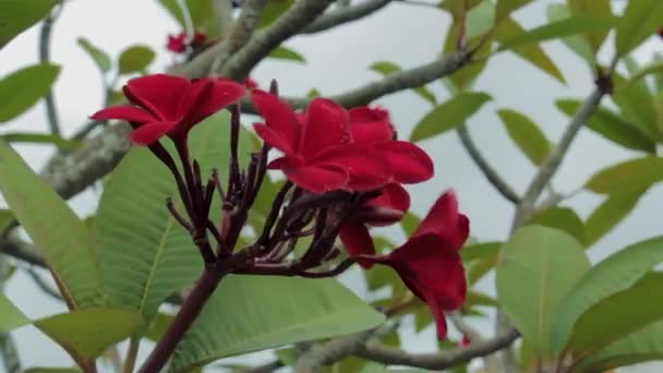 Röd Tropisk Blomma Ett Träd Med Regndroppar Vajande Från Stark — Stockvideo