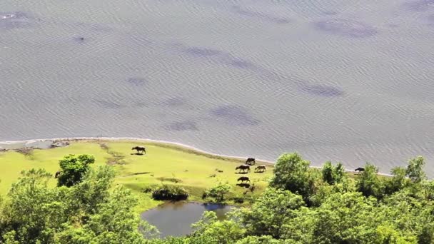 Вид Воздуха Стадо Коров Гуляющих Зеленому Лугу Берегу Широкой Реки — стоковое видео