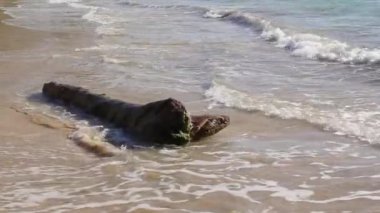 Güneşli bir günde kumlu bir plajın kıyısında, dalgaların arasında süzülen eski bir ağaç.