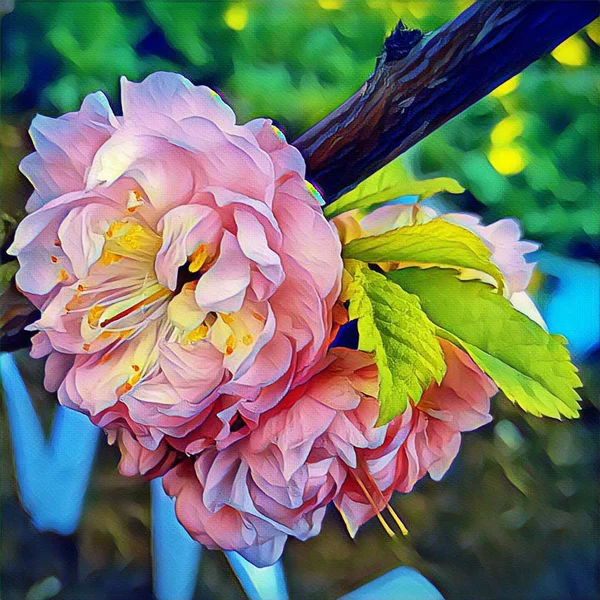 Rosa Mandelblüten Frühling Einem Strauch — Stockfoto