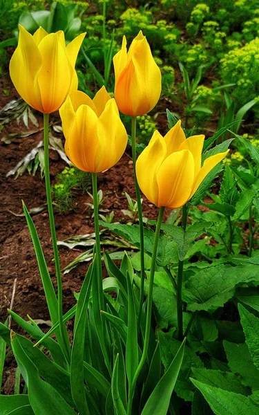 Желтые Тюльпаны Весной Клумбе — стоковое фото