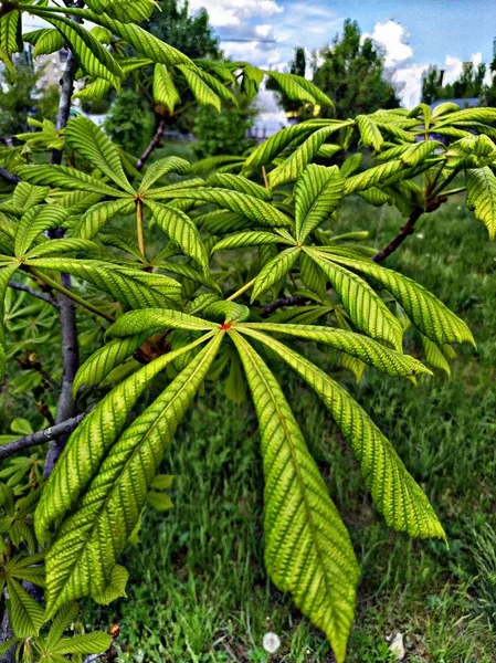 Bahar parkında, ilginç ağaçlarda yapraklar belirir.