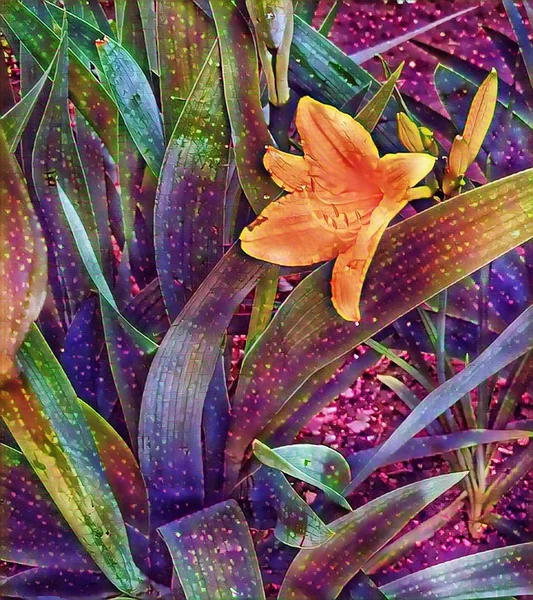 Желтые Лилии Весной Клумбе Возле Дома Стоковая Картинка