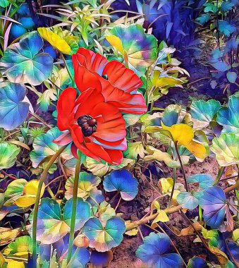 Evin yakınındaki çimenlikte baharda kırmızı haşhaş