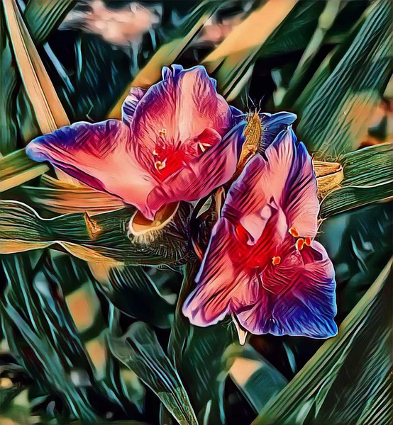 Kwiaty Tradenskance Wiosną Trawniku Pobliżu Domu — Zdjęcie stockowe