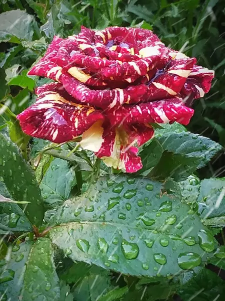 Motley ilkbaharda yağmurda yükseldi. Ve yağmur damlaları yapraklarda parlıyor..