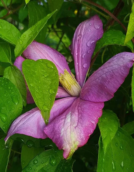 Evin yakınındaki çim üzerinde ilkbaharda Clematis çiçek