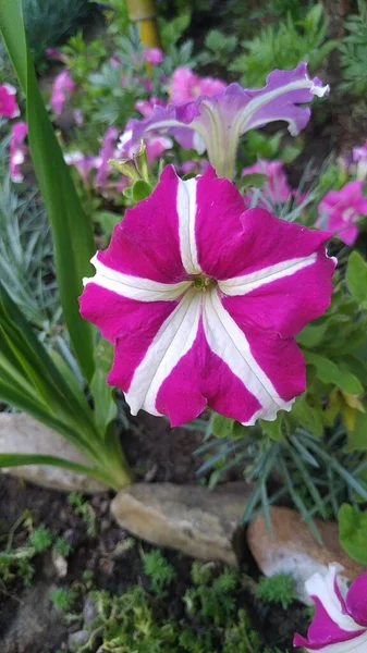 Çiçek tarhında çok renkli petunya.