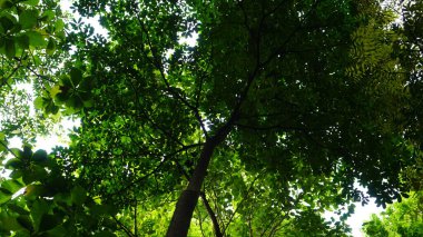 Tropikal bir orman olan Manggalawanabakti botanik bahçesinde yetişen bir pulai ağacının (Alstonia bursu) yakın görüntüsü, Jakarta