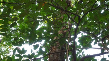 Tropikal bir orman olan Manggalawanabakti botanik bahçesinde yetişen bir nangkan ağacının (Artocarpus heterophyllus) yakın görüntüsü, Jakarta