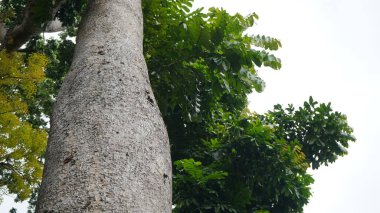 Khaya ağacının (Khaya anthotheca) tropikal ormanda yetişen vahşi manzarası, Manggala Wanabakti botanik bahçesi, Jakarta