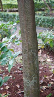 Tropikal orman olan Manggalawanabakti botanik bahçesinde yetişen bir körfez ağacının (Eugenia poliyantha) yakın görüntüsü