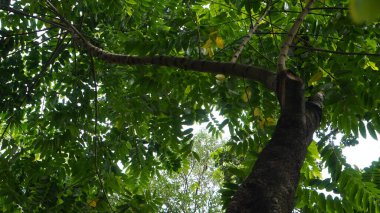 Manggalawanabakti botanik bahçesi, Jakarta 'da yetişen bir Kenanga ağacının (Cananga odorata) yakından görüntüsü.