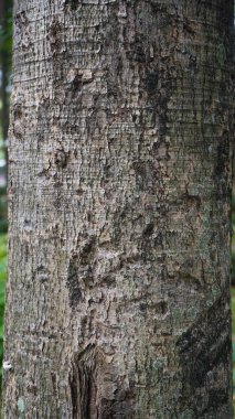 Kepuh ağacının (Sterculia foetida) tropikal orman, Manggalawanabakti botanik bahçesi, Jakarta