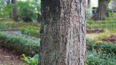 Manggalawanabakti botanik bahçesinde yetişen Tamarindus indica ağacının (Tamarindus indica) yakın görüntüsü