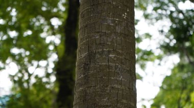 Serdang Palmiyesi 'nin (Livistona rotundifolius) tropikal orman, Manggalawanabakti botanik bahçesi, Jakarta