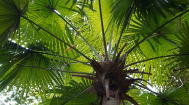 Serdang Palmiyesi 'nin (Livistona rotundifolius) tropikal orman, Manggalawanabakti botanik bahçesi, Jakarta