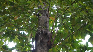 Manggala Wanabakti botanik bahçesi, Jakarta 'da yetişen Rasamala ağacının (Altingia Excelsa) yakından görüntüsü.