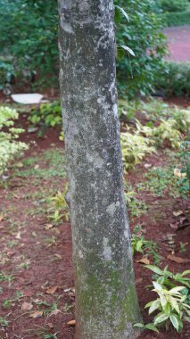 Rasamala ağacının (Altingia Excelsa) tropikal orman, Manggalawanabakti botanik bahçesi, Jakarta