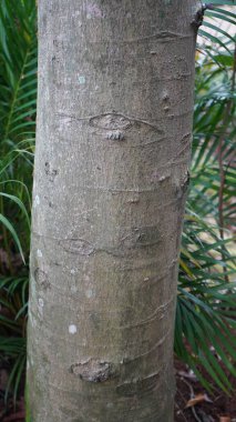 Beyaz bir cempaka ağacının (Michelia alba) tropikal bir ormanda yetişen vahşi manzarası, Manggala Wanabakti botanik bahçesi, Jakarta