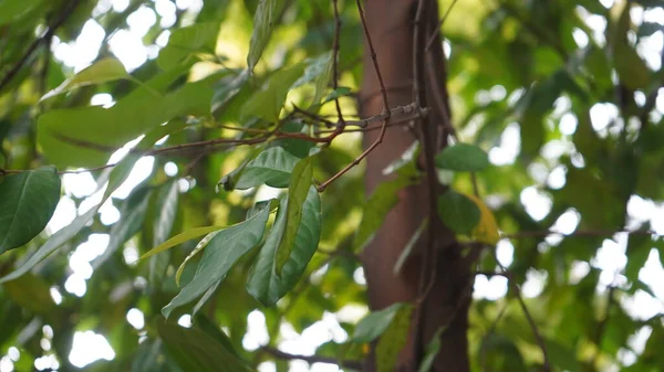 Tropikal orman olan Manggalawanabakti botanik bahçesinde yetişen bir körfez ağacının (Eugenia poliyantha) yakın görüntüsü
