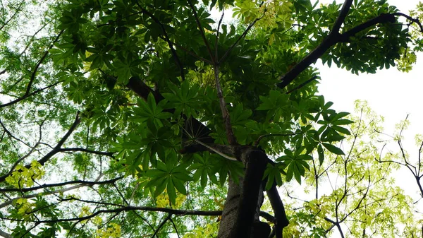 Kepuh ağacının (Sterculia foetida) tropikal orman, Manggalawanabakti botanik bahçesi, Jakarta