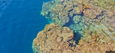 Denizdeki mercan resifinin yakın görüntüsü, Lubang Buaya Sahili, Maluku