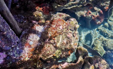 Denizdeki mercan resifinin yakın görüntüsü, Lubang Buaya Sahili, Maluku