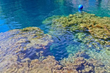 Denizdeki mercan resifinin yakın görüntüsü, Lubang Buaya Sahili, Maluku