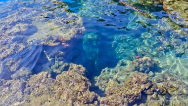 Denizdeki mercan resifinin yakın görüntüsü, Lubang Buaya Sahili, Maluku