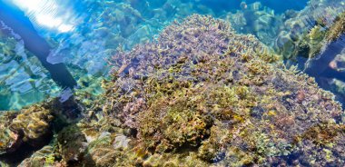 Denizdeki mercan resifinin yakın görüntüsü, Lubang Buaya Sahili, Maluku