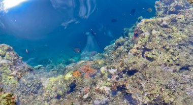 Denizdeki mercan resifinin yakın görüntüsü, Lubang Buaya Sahili, Maluku