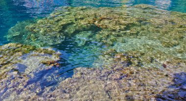 Denizdeki mercan resifinin yakın görüntüsü, Lubang Buaya Sahili, Maluku