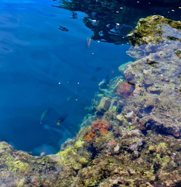 Denizdeki mercan resifinin yakın görüntüsü, Lubang Buaya Sahili, Maluku