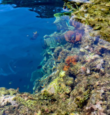 Denizdeki mercan resifinin yakın görüntüsü, Lubang Buaya Sahili, Maluku