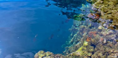 Denizdeki mercan resifinin yakın görüntüsü, Lubang Buaya Sahili, Maluku