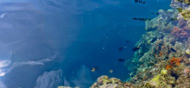 Denizdeki mercan resifinin yakın görüntüsü, Lubang Buaya Sahili, Maluku