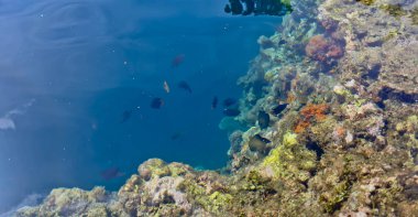 Denizdeki mercan resifinin yakın görüntüsü, Lubang Buaya Sahili, Maluku