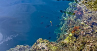 Denizdeki mercan resifinin yakın görüntüsü, Lubang Buaya Sahili, Maluku