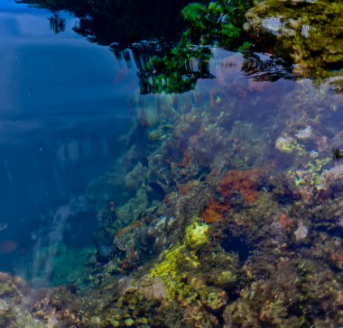 Denizdeki mercan resifinin yakın görüntüsü, Lubang Buaya Sahili, Maluku