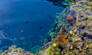 Denizdeki mercan resifinin yakın görüntüsü, Lubang Buaya Sahili, Maluku